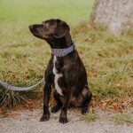 Dog with leather dog collar and dog lead Tres Chic in blue/grey Detail