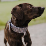 Dog with Tres Chic collection premium dog collar padded in blue/grey