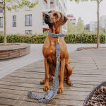 Brauner großer Hund mit Premium Halsband und Hundeleine in Blau-Grau