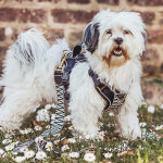 Dog with premium dog harness and lead Padded in black/white