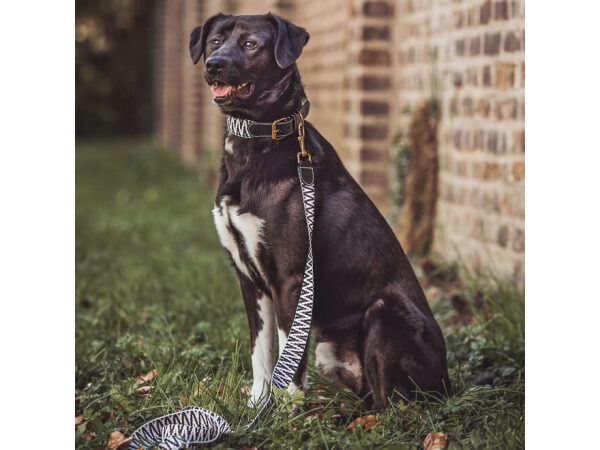 Dog with Tres Chic collection collar and lead 1.20m in black/white
