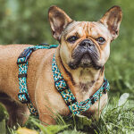 Dog with Kunterbunt harness in yellow/blue