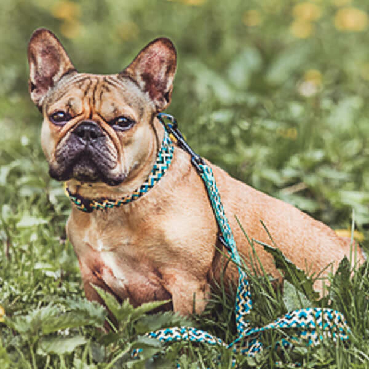Kunterbunt dog lead and collar in yellow/blue
