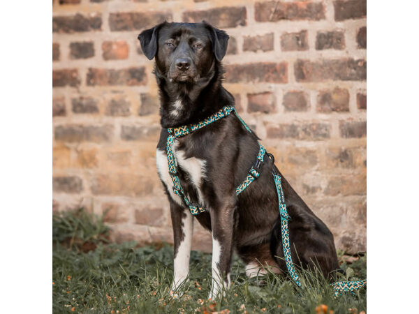 Dog with Kunterbunt lead and harness in yellow/blue