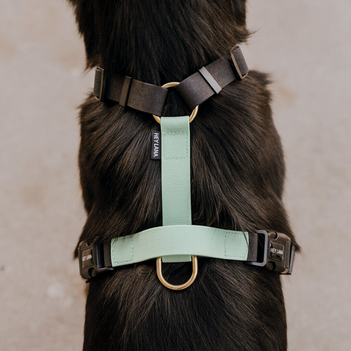Dog harness Outdoor FLEX is 5-way adjustable with rear grab handle in black/mint