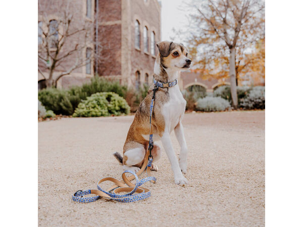 Dog with lead harness and lead Kunterbunt is 5-way adjustable in mocha/blue