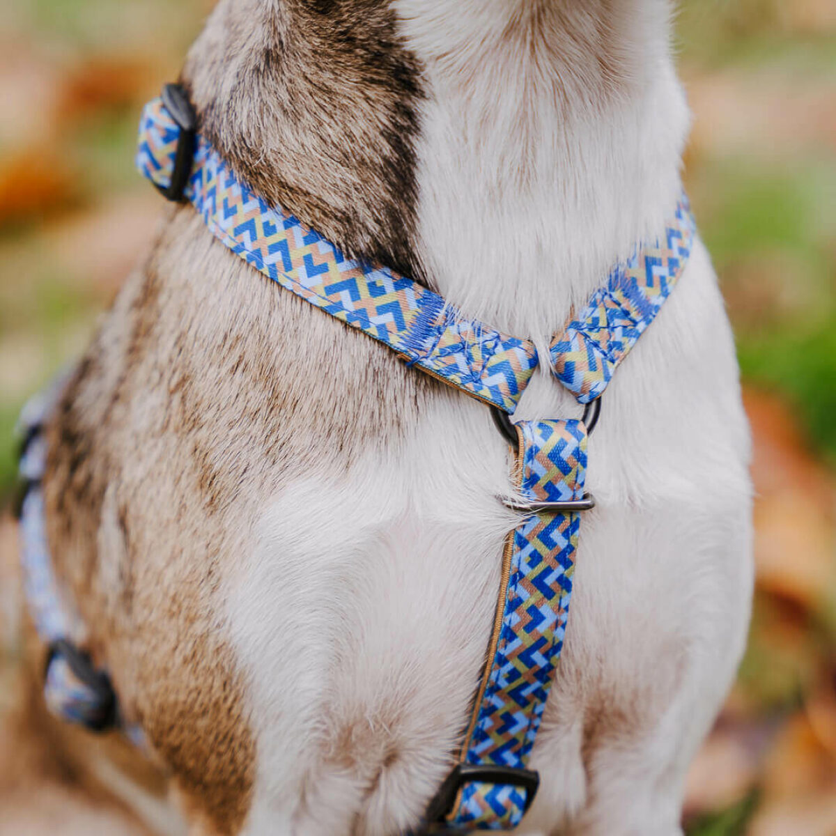 Kunterbunt dog harness is 5-way adjustable in mocha/blue Detail front