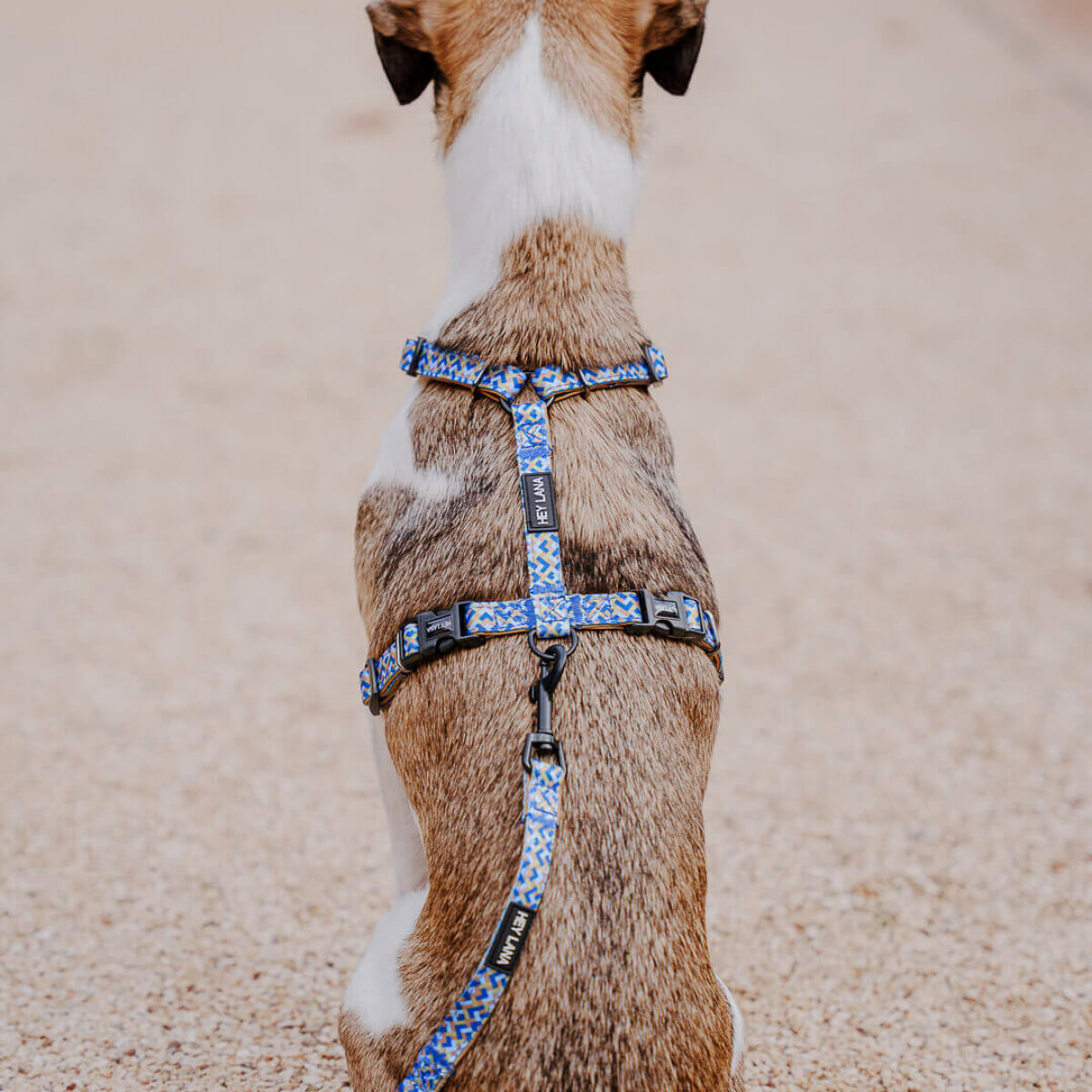 Small dog with lead harness and lead Kunterbunt is 5-way adjustable in mocha/blue