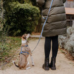 Dog sits from behind with lead harness and lead line Kunterbunt is 5-way adjustable in mocha/blue