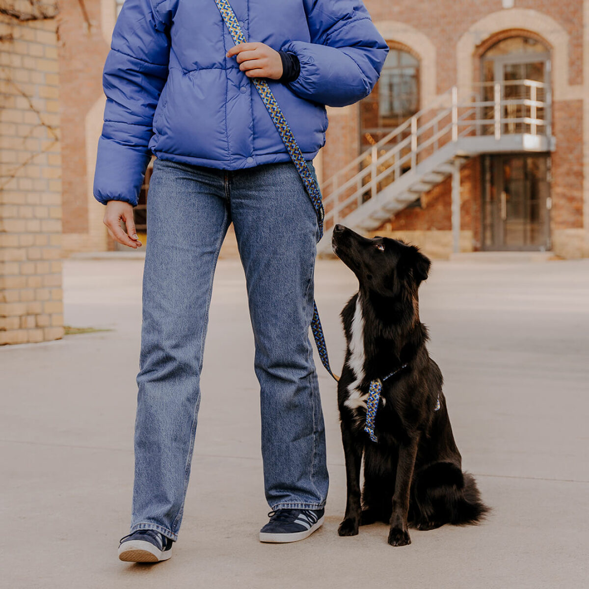 Leash and harness with dog Kunterbunt is 5-way adjustable in mocha/blue