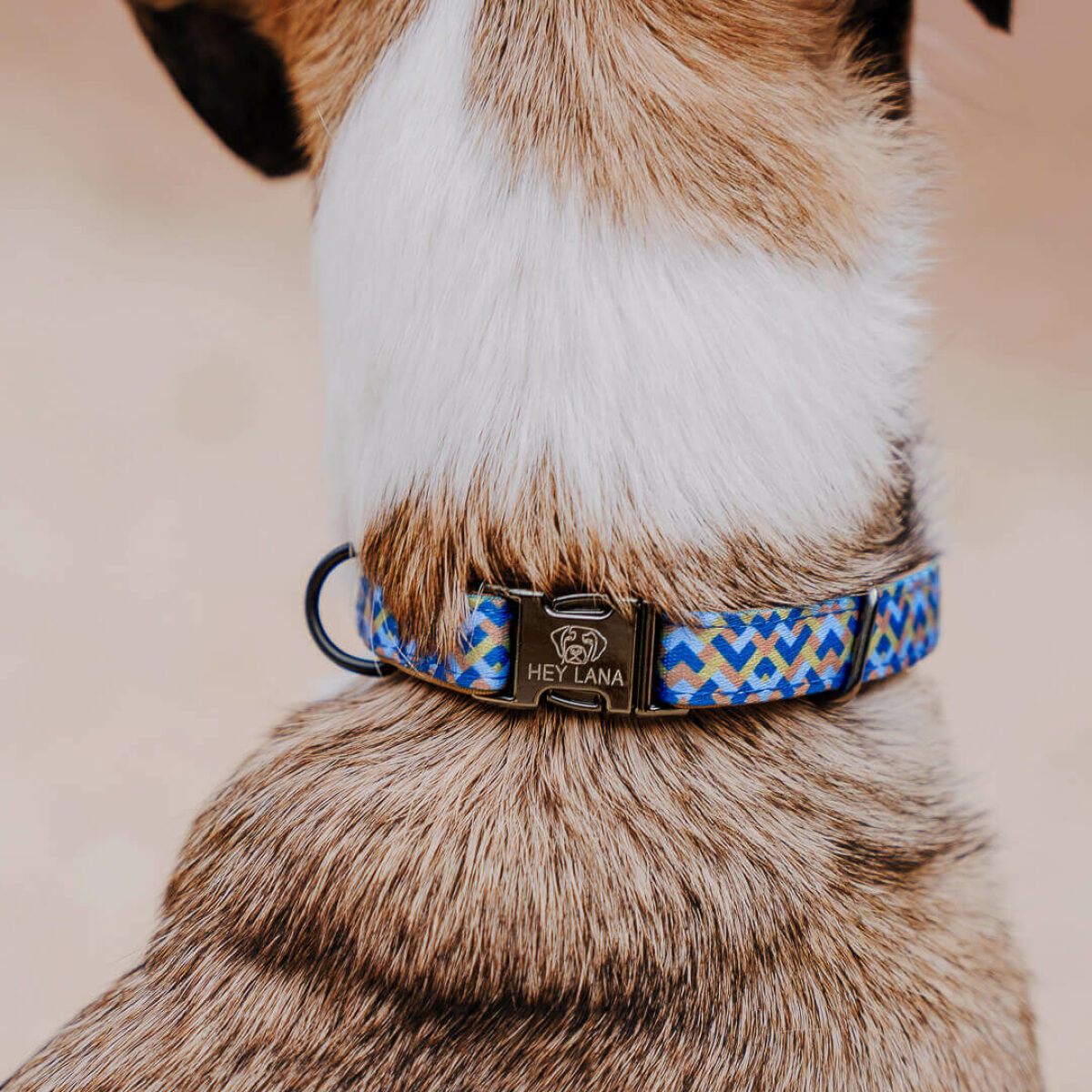 Collar for no dogs Kunterbunt in Moccha/blue