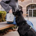 Dogs with premium treat bag - All in One in gray