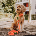Hundehalsband Outdoor FLEX – Wasserfest – Neonorange/Grün – Bild 3