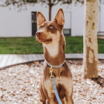 Hundehalsband Outdoor FLEX – Wasserfest – Taupe/Blau