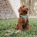 Premium Padded Dog Harness - Sunset/Eucalyptus - Image 3