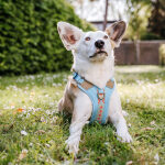 Premium Hundegeschirr Gepolstert - Coral/Blau