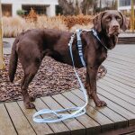 Führgeschirr - Outdoor FLEX - 5-fach verstellbar mit Haltegriff - Taupe/Blau – Bild 5