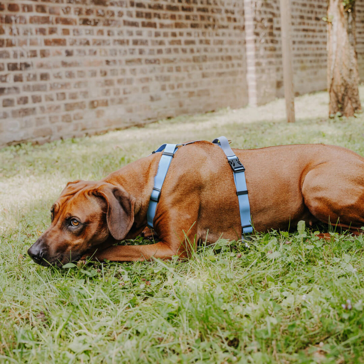 Großer brauner Hund liegt mit Outdoor Führgeschirr in Taupe-Blau