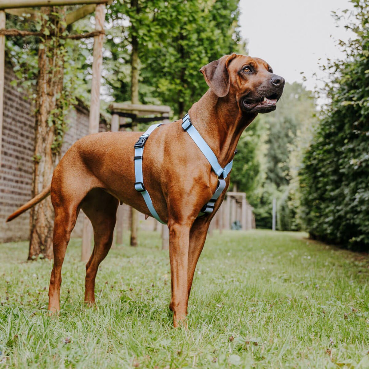 Großer brauner Hund mit Outdoor Geschirr in Taupe-Blau