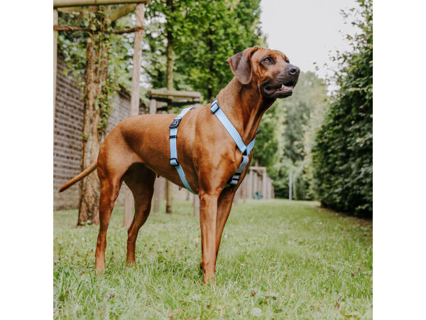 Großer brauner Hund mit Outdoor Geschirr in Taupe-Blau