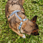 Kleiner Hund von oben mit Führgeschirr Outdoor Taupe-Blau