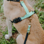 Lead harness - Outdoor FLEX - 5-way adjustable with handle - Black/Mint - Image 3