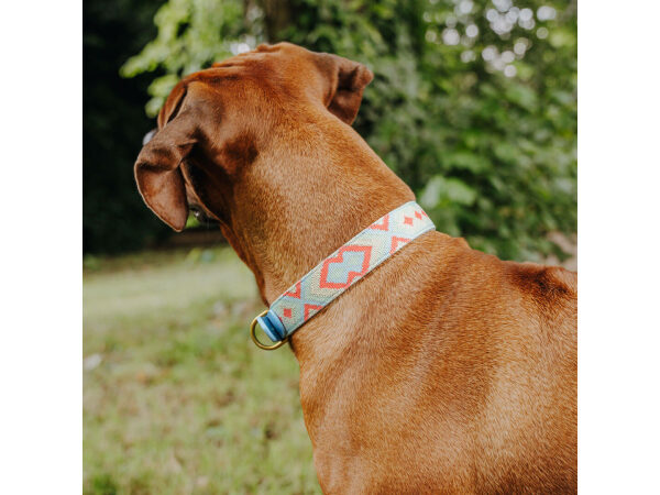 Brauner Hund mit Tres Chic Halsband in Coral Blau