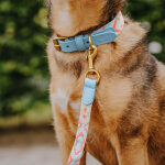 Hund mit Tres Chic Halsband in Coral Blau und Leine