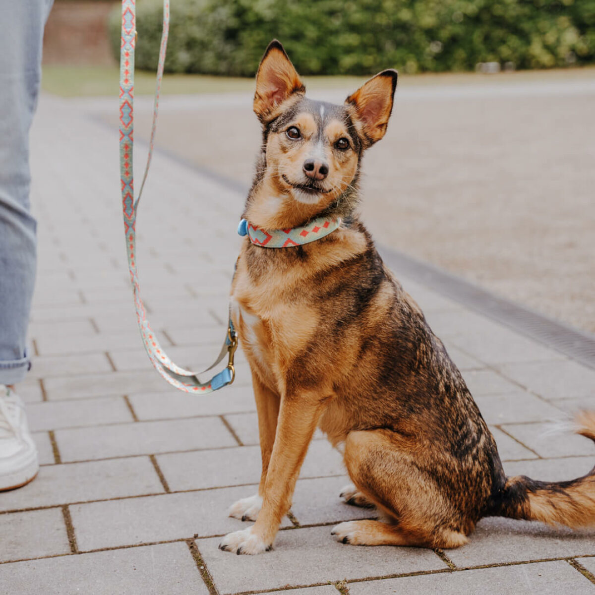 Kleiner Hund mit XS Leine Coral-Blau