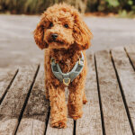 Premium padded dog harness - anthracite/ice blue - Image 3