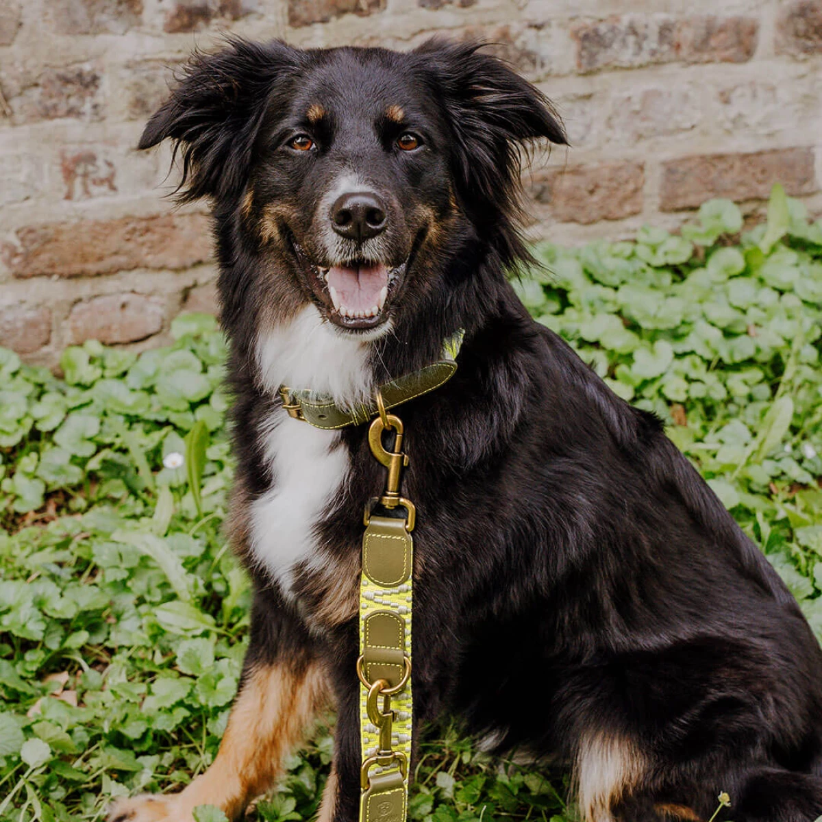 Premium Hundehalsband Gepolstert - Olivgrün/Neongelb – Bild 5