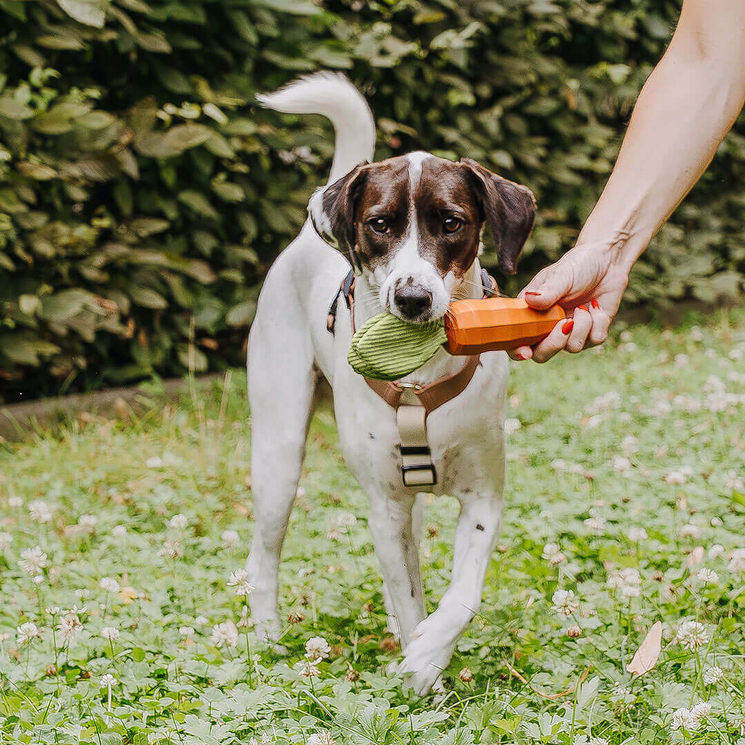 hey-lana-hund-spielzeug-carotty Hundespielzeug - Carotty – Bild 1