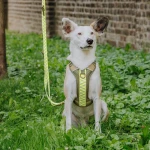Premium padded dog harness - olive green/neon yellow - Image 3