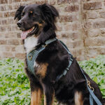 Premium padded dog harness - anthracite/ice blue - Image 5
