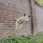 Premium padded dog harness - olive green/neon yellow - Image 8