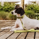 Premium Hundehalsband Gepolstert - Olivgrün/Neongelb