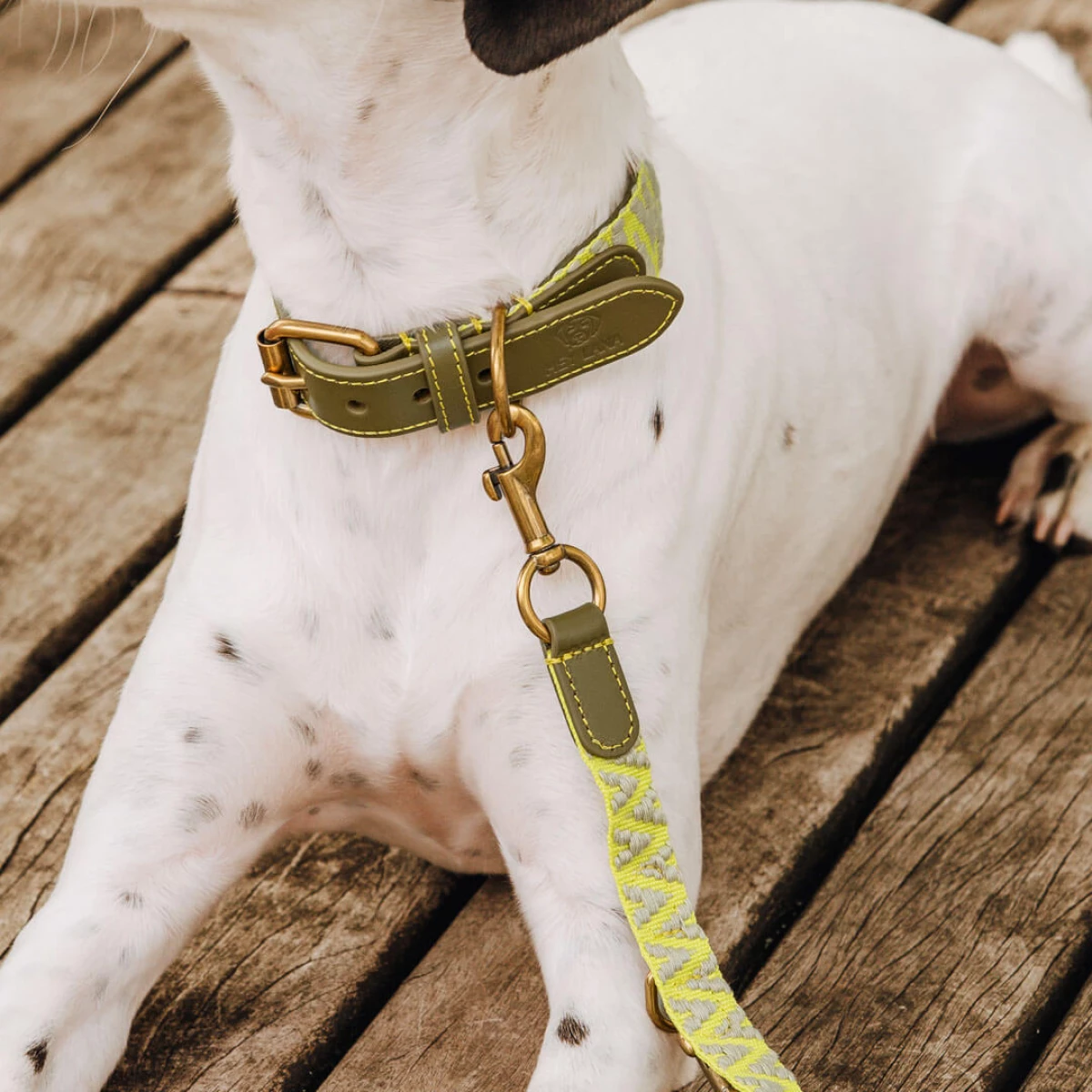 Premium Hundehalsband Gepolstert - Olivgrün/Neongelb – Bild 3