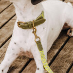 Premium Hundehalsband Gepolstert - Olivgrün/Neongelb – Bild 3