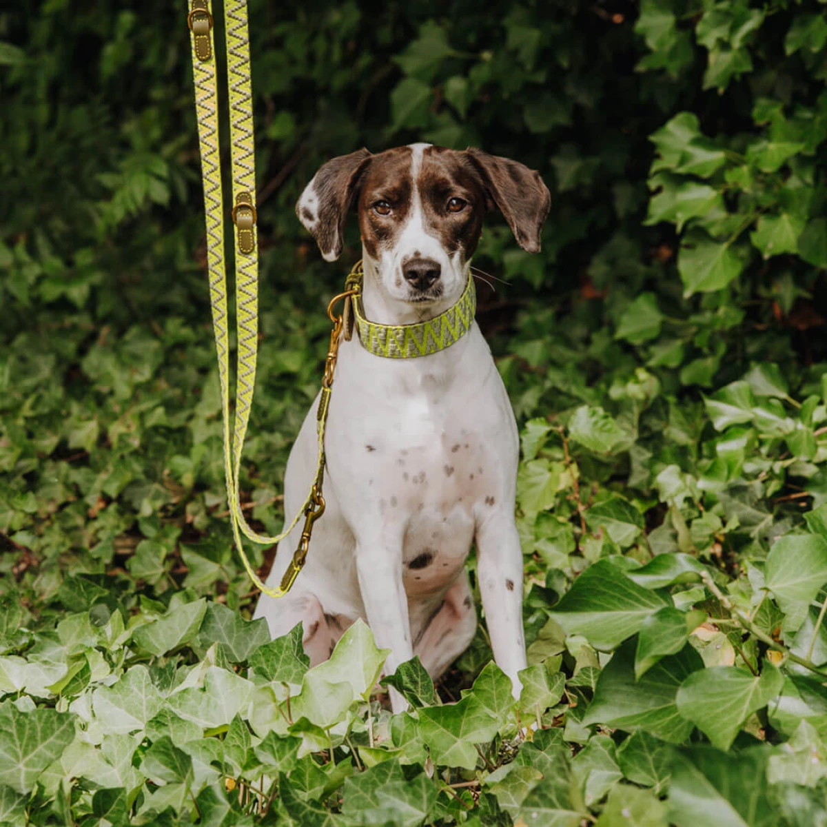 Premium Hundehalsband Gepolstert - Olivgrün/Neongelb – Bild 7
