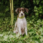 Premium Hundehalsband Gepolstert - Olivgrün/Neongelb – Bild 7