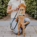 Führleine Outdoor FLEX - 3-fach verstellbar - Schwarz/Mint – Bild 5