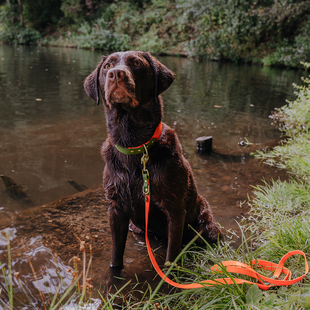 hey-lana-hundehalsband-leine-outdoor-neon-orange-gruen Dog collar Outdoor FLEX - Waterproof - Neon orange/green - Image 5