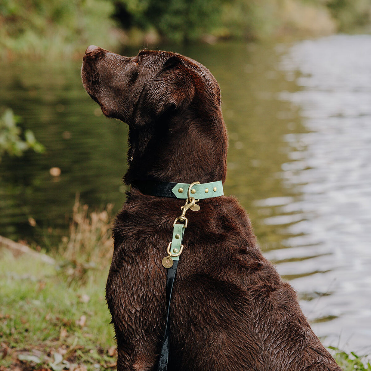 Hundehalsband Outdoor FLEX – Wasserfest – Schwarz/Mint – Bild 5