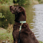 Hundehalsband Outdoor FLEX – Wasserfest – Schwarz/Mint – Bild 5