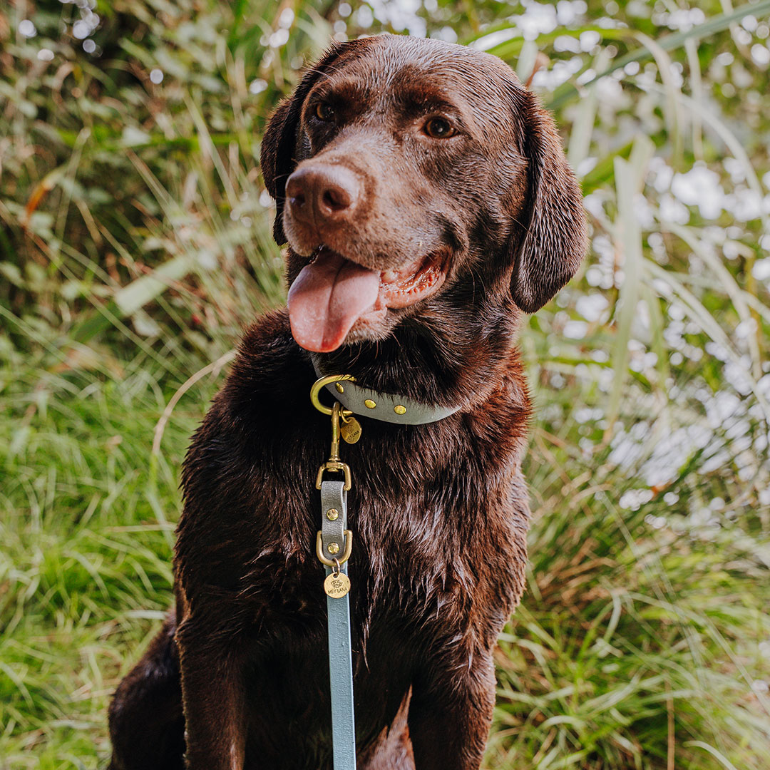 hey-lana-hundehalsband-leine-outdoor-wasserfest-taube-blau Dog collar Outdoor FLEX - Waterproof - Taupe/Blue - Image 3