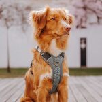 Premium padded dog harness - anthracite/ice blue