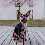 Premium padded dog harness - anthracite/ice blue - Image 4