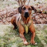 Premium Hundegeschirr Gepolstert - Olivgrün/Neongelb – Bild 5