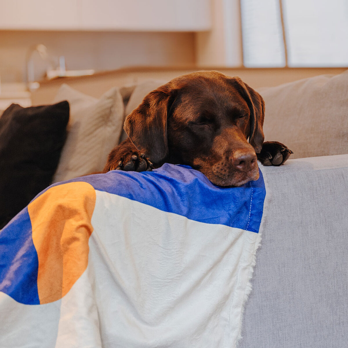 The Cozy Pup - Hundedecke – Bild 5
