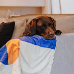 The Cozy Pup - Hundedecke – Bild 5